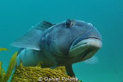 Blue cod Parapercis colias by Daniel Poloha 